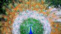 Peacock Hd Wallpaper