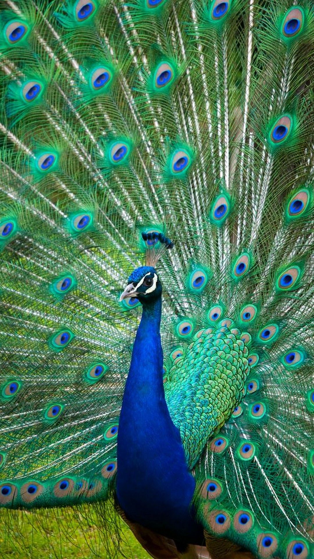 Peacock Iphone Wallpaper - KoLPaPer - Awesome Free HD Wallpapers
