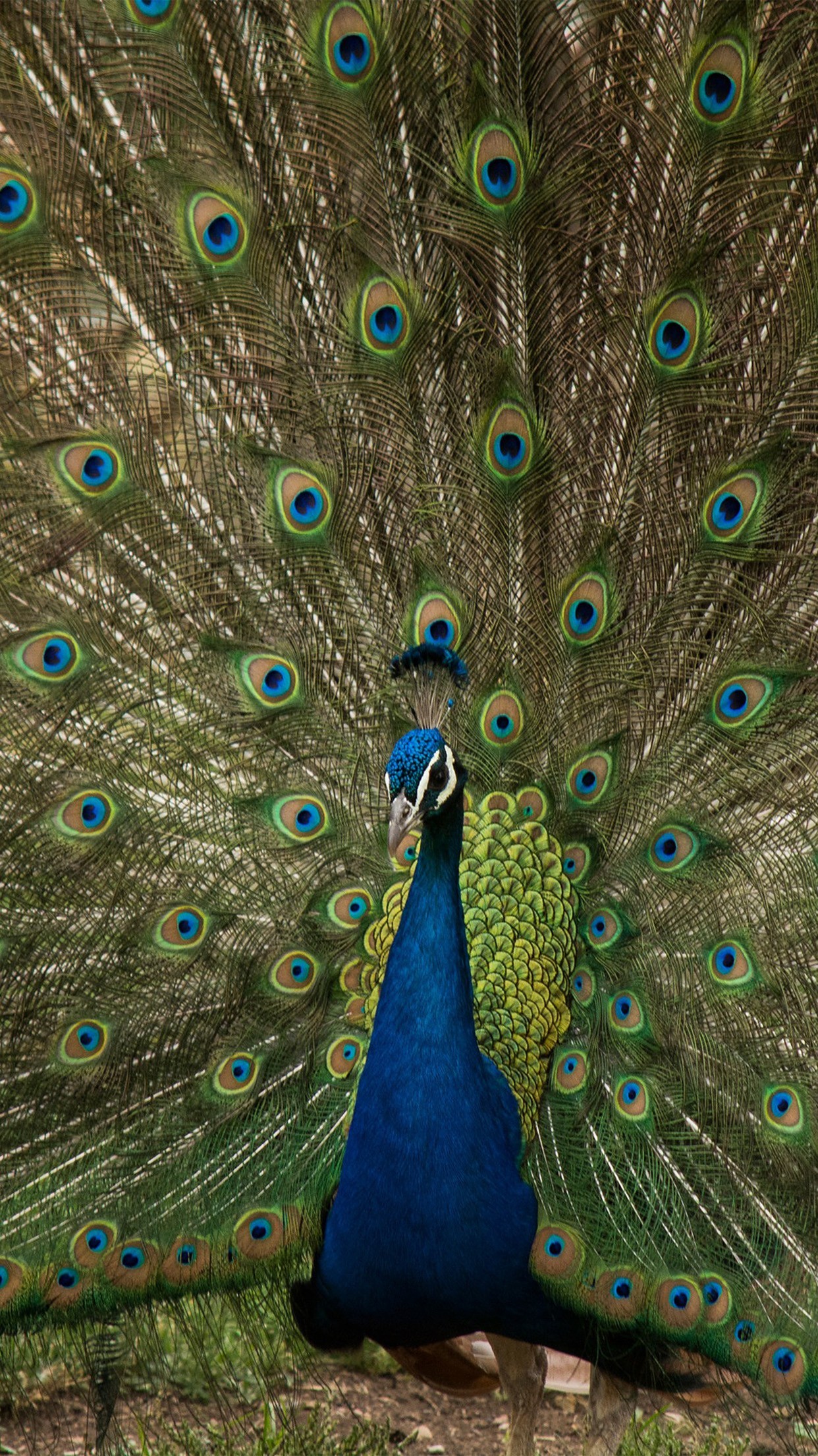 Peacock Wallpaper Android