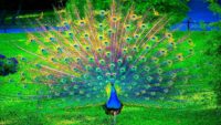 Peacock Wallpaper Hd