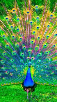 Peacock Wallpaper Iphone
