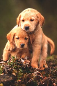 Puppies Wallpaper