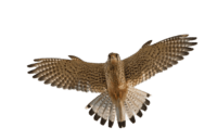 Transparent Flying Falcon Wallpaper
