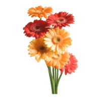 Transparent Gerbera Wallpaper