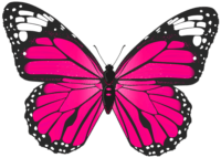Transparent Butterfly Wallpaper