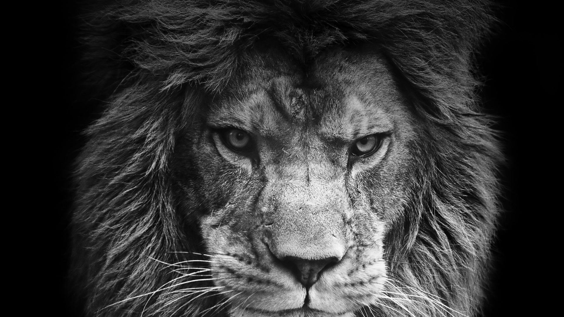 Angry Lion Wallpapers - KoLPaPer - Awesome Free HD Wallpapers