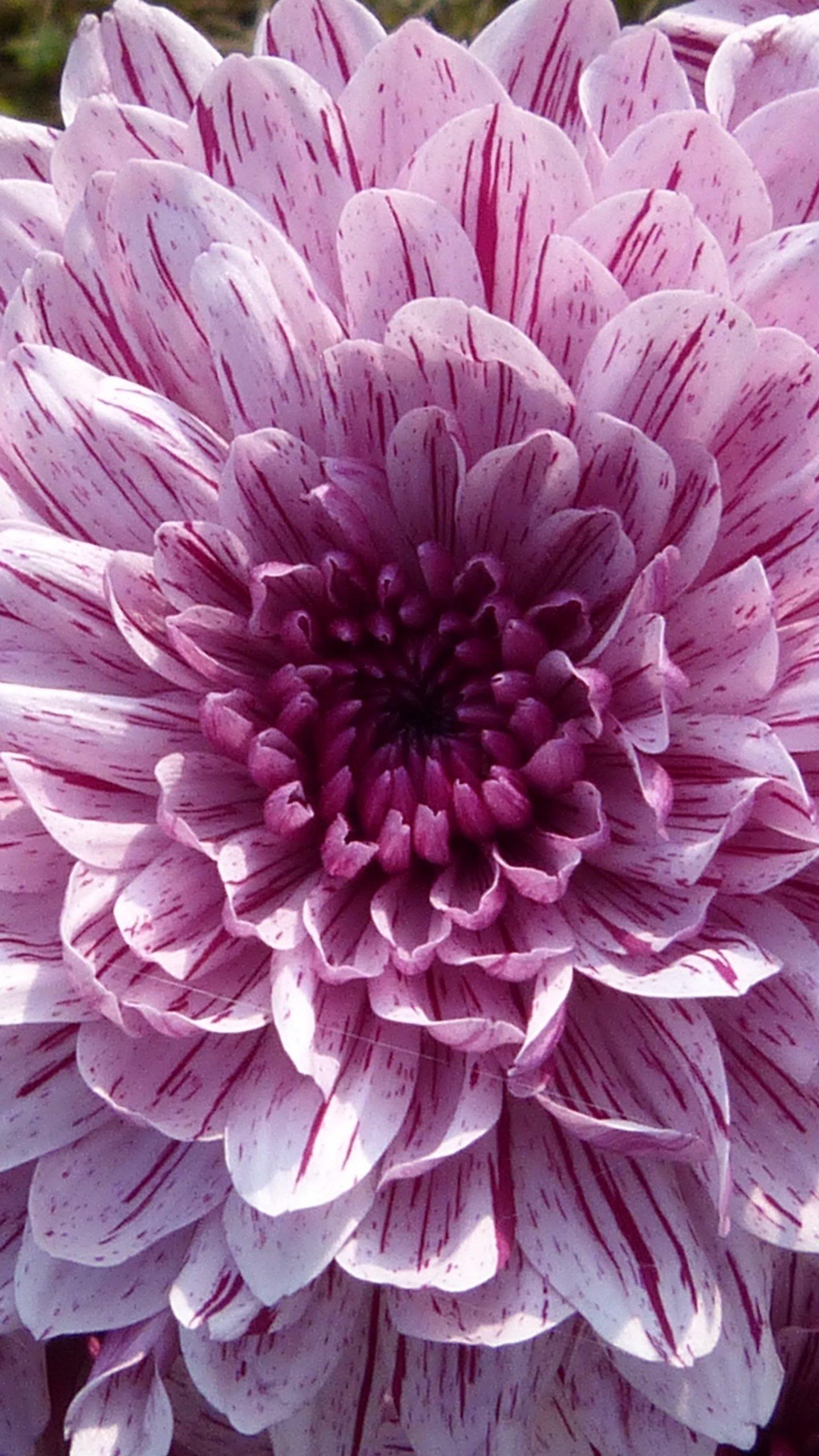 Flower Iphone Wallpaper - KoLPaPer - Awesome Free HD Wallpapers