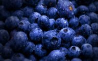 HD Blueberries Wallpaper