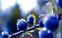 HD Blueberry Wallpapers