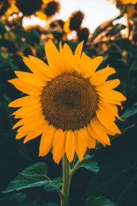 Iphone Sunflower Wallpaper 2