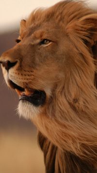 Lion Iphone Background