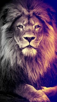 Lion Live Wallpaper