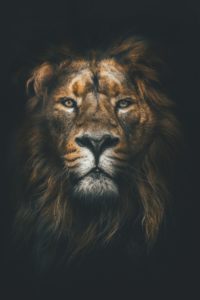 Lion Lockscreen 2
