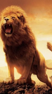 Lion Roaring Wallpapers