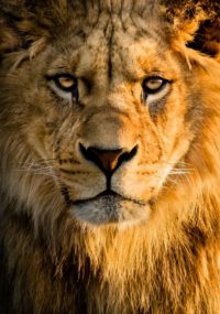 Lion Wallpaper for Iphone