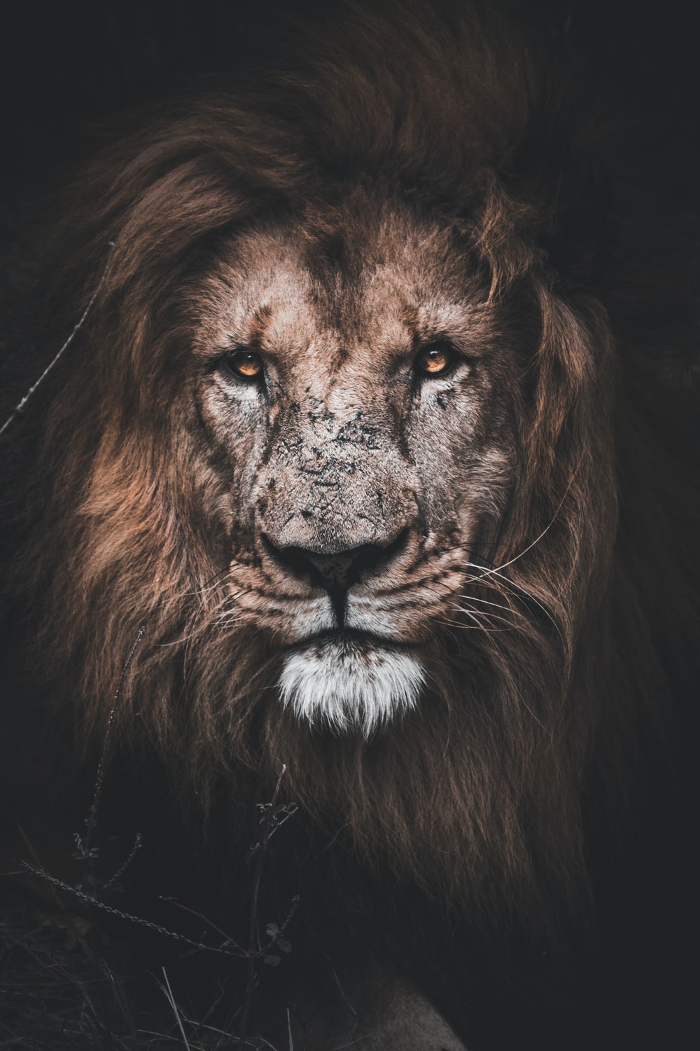 Lion Wallpapers 5
