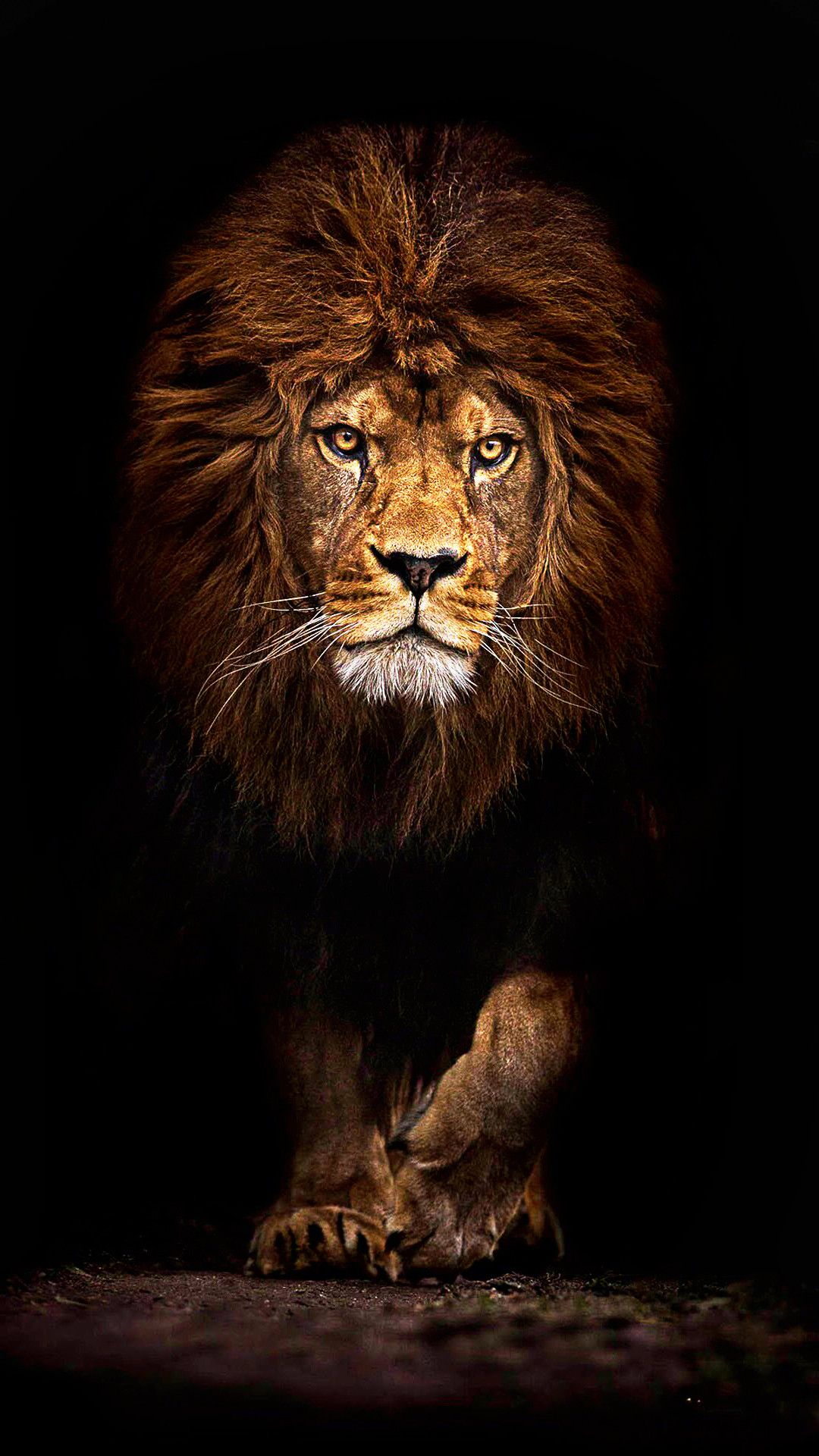 Lion Wallpapers 6