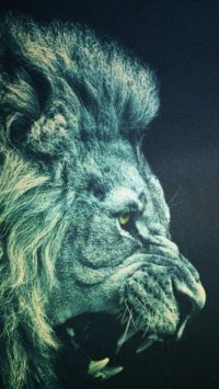 Lion Wallpapers Iphone
