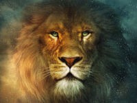 Lion Wallpapers PC