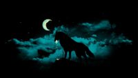 Night Wolf Wallpaper