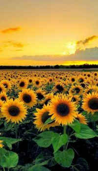 Sunflower Iphone Wallpaper