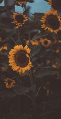 Sunflower Phone Wallpaper 2