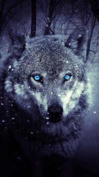 Wolf Blue Eyes Wallpaper