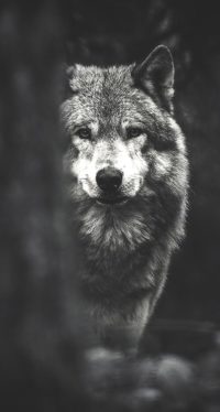 Wolf Iphone Backgrounds