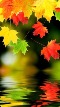 Fall Leaves Wallpaper