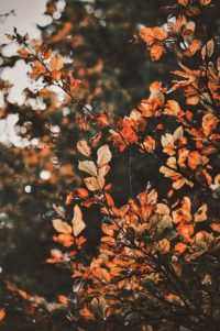 Fall Wallpapers Iphone