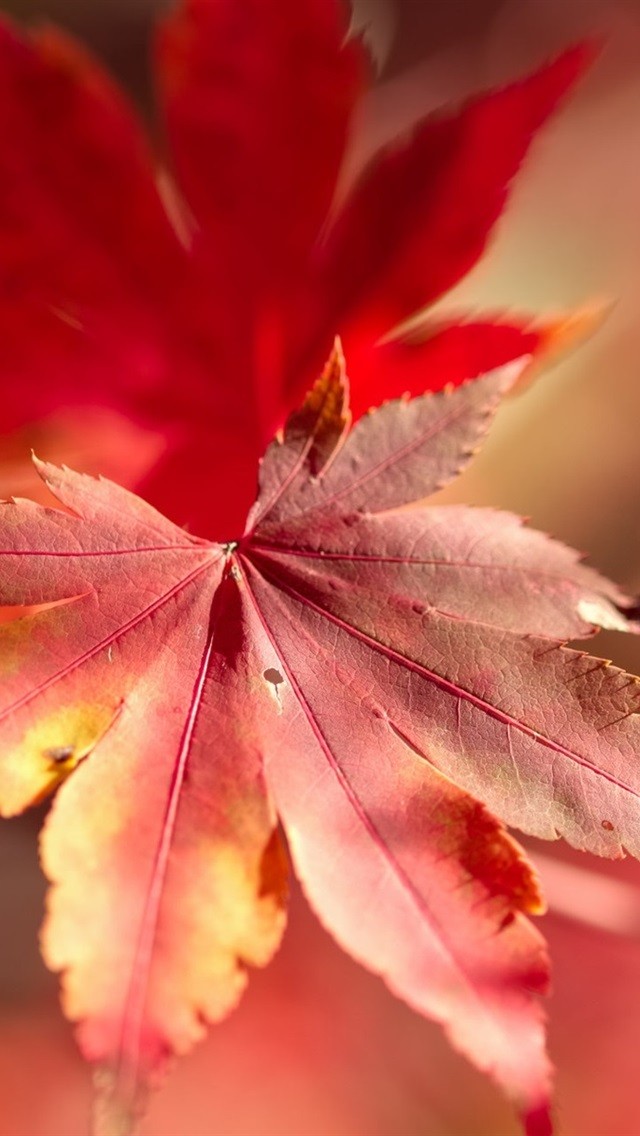 Red Leaf Wallpaper KoLPaPer Awesome Free HD Wallpapers