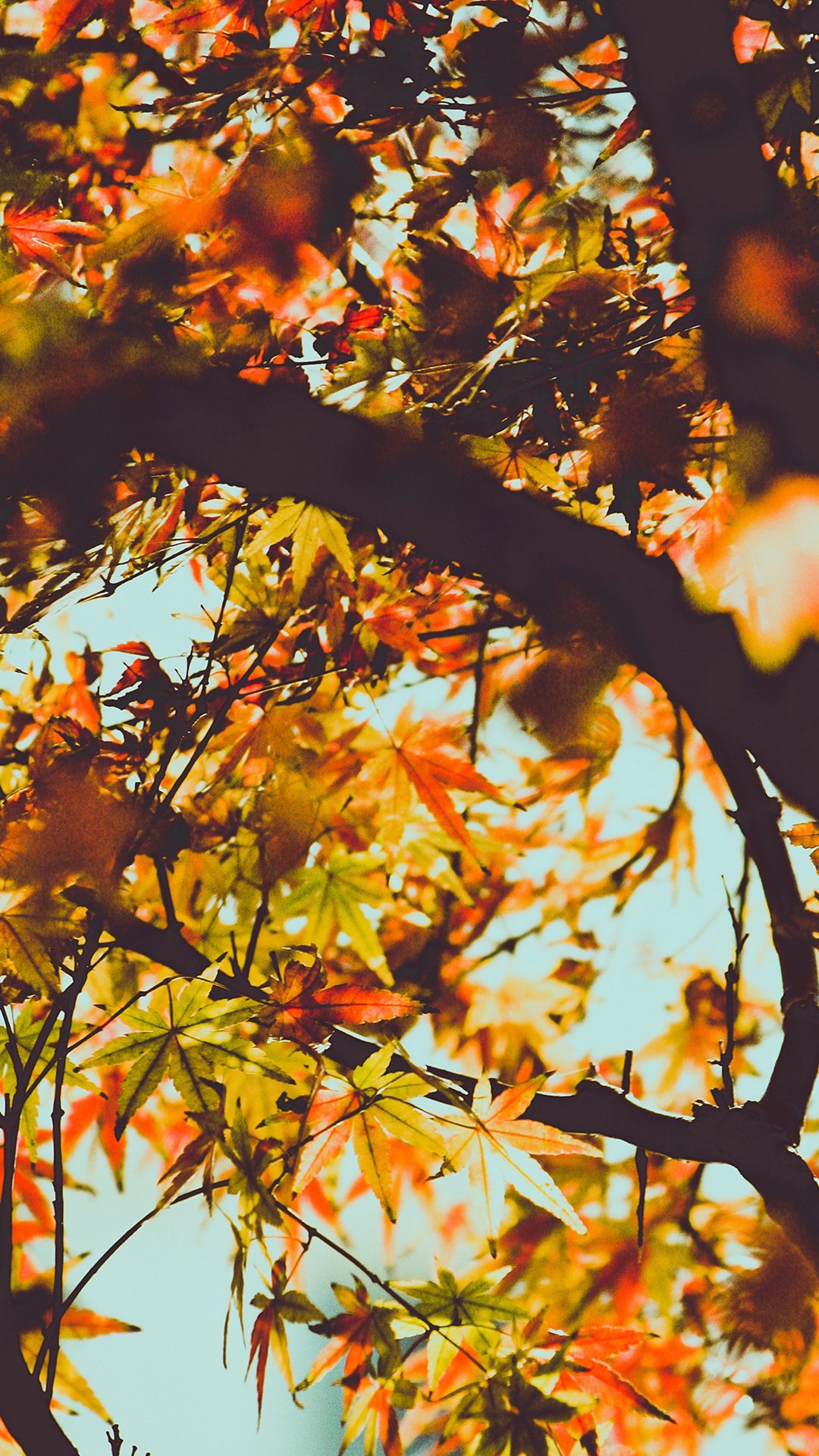Wallpapers Autumn 1 Wallpapers Autumn