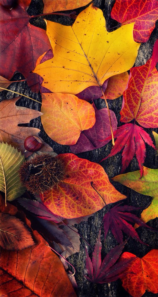 Autumn Colorful Wallpapers 1 Autumn Colorful Wallpapers