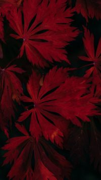 Black and Red Leaves Wallpaper