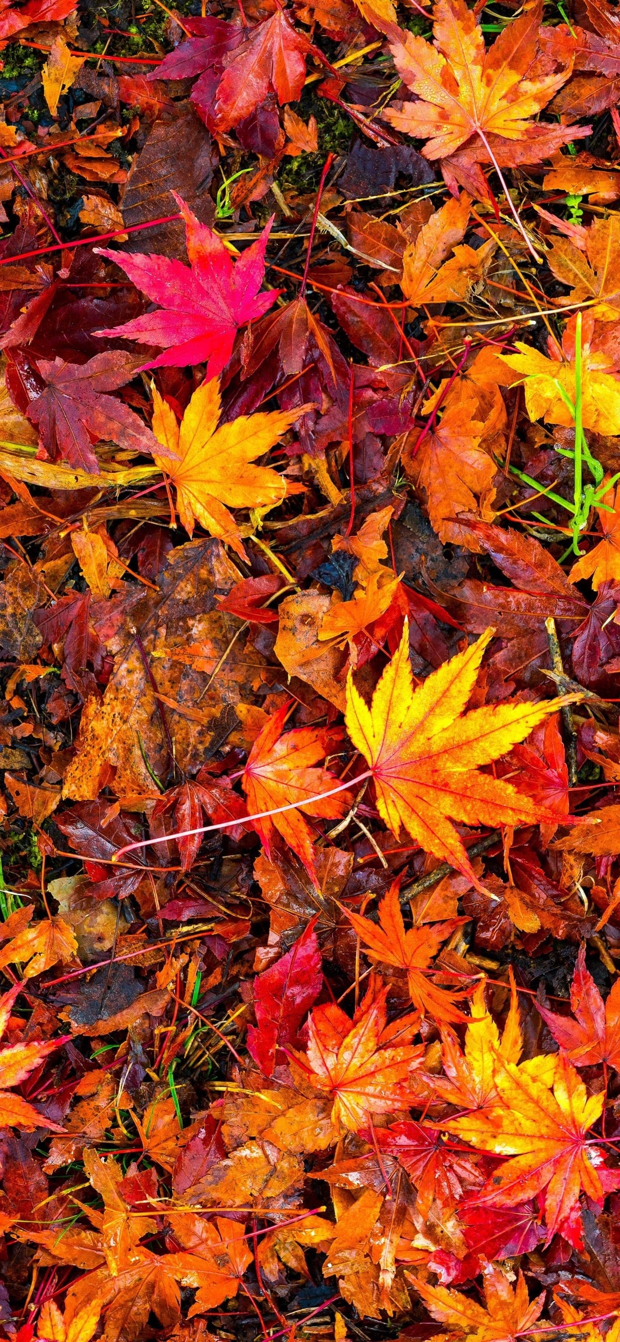 Fall Leaves Wallpapers - KoLPaPer - Awesome Free HD Wallpapers