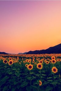Indie Sunflowers Wallpaper