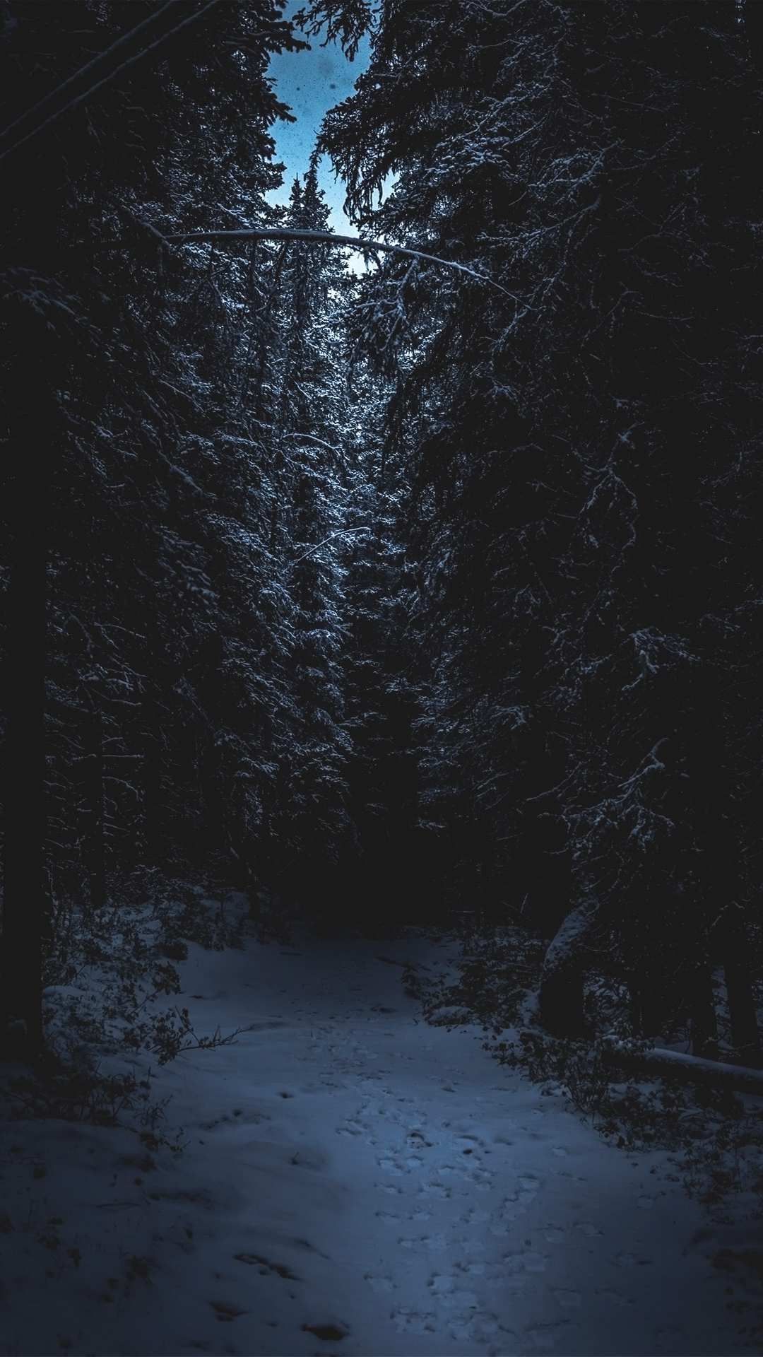 Spooky Forest Wallpaper - KoLPaPer - Awesome Free HD Wallpapers