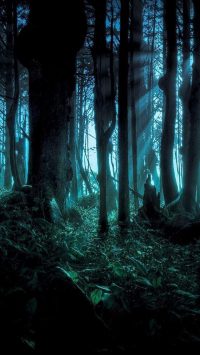 Spooky Forest Wallpapers