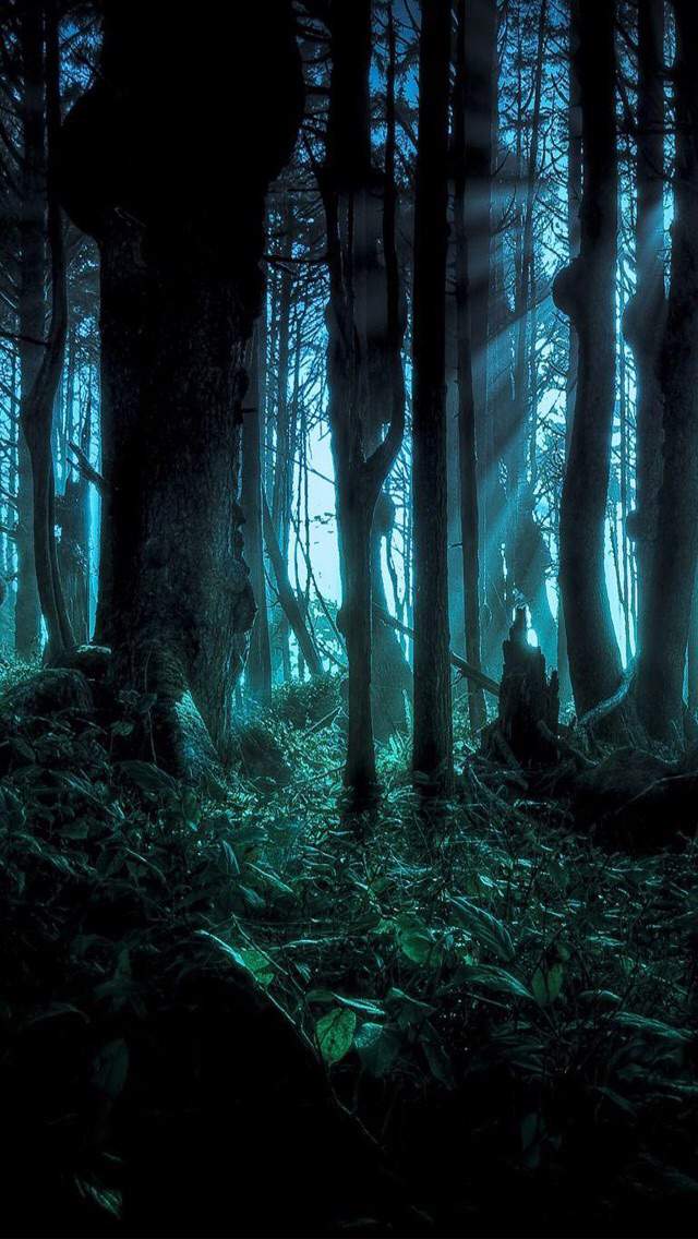 Spooky Forest Wallpapers