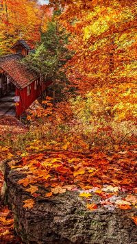 Aesthetic Autumn Foliage Wallpaper