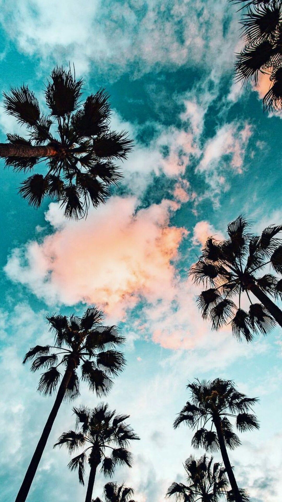 Aesthetic Palm Tree Wallpaper - KoLPaPer - Awesome Free HD Wallpapers