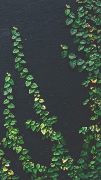 Aesthetic Plant Wallpaper 4