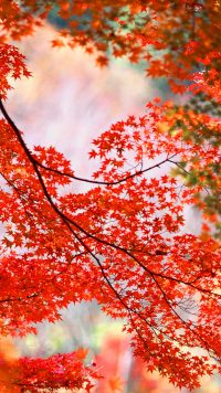 Autumn Foliage Wallpaper Phone 2