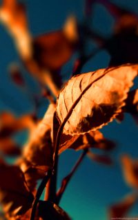 Autumn Foliage Wallpaper iPhone