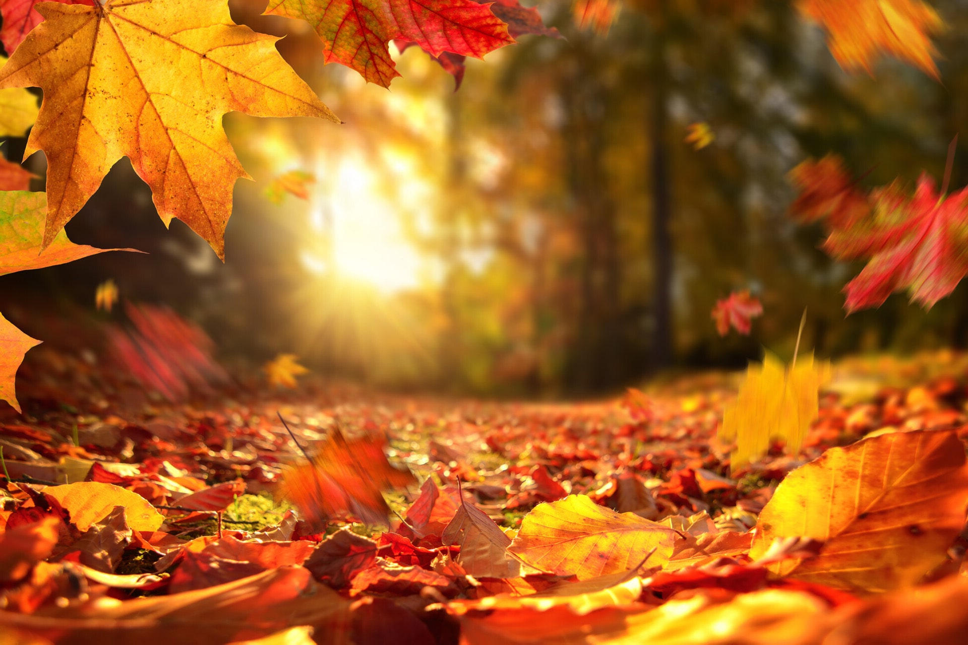 Autumn Leaves Wallpaper Hd Kolpaper Awesome Free Hd Wallpapers