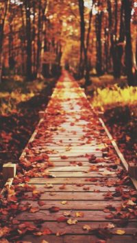 Autumn Theme Wallpaper