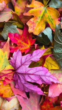 Colorful Autumn Foliage Wallpaper