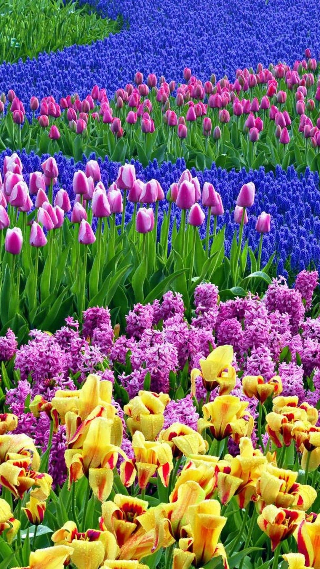 Colorful Garden Wallpaper 2