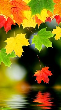 Colorful Leaves Wallpaper