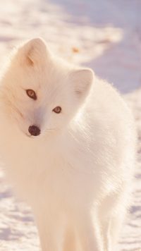 Cute Arctic Fox Wallpaper